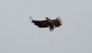 5 Merikotka_White-tailed sea eagle * 870 x 516 * (417KB)